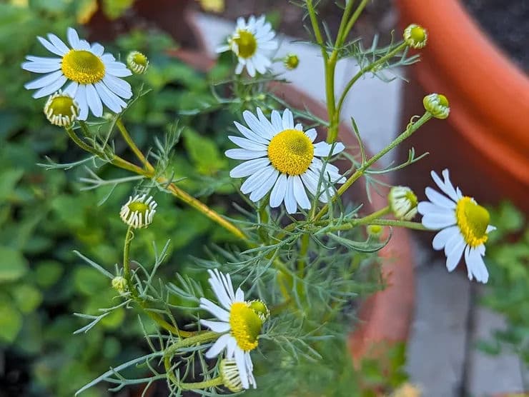 White daisies with yellow centers blooming in a garden pot. Green foliage surrounds the flowers.
