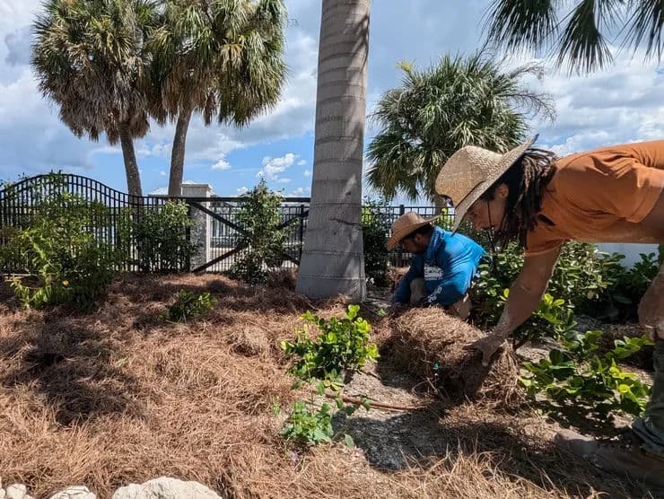 Two gardeners mulching plants under palm trees on a sunny day.