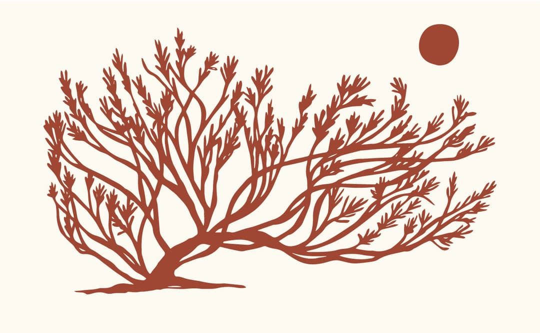 About Living Spaces Gardening