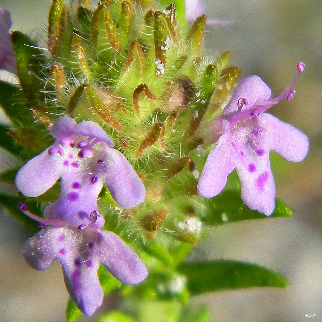 Florida pennyroyal shrub with needle-like evergreen foliage and lavender flower heads