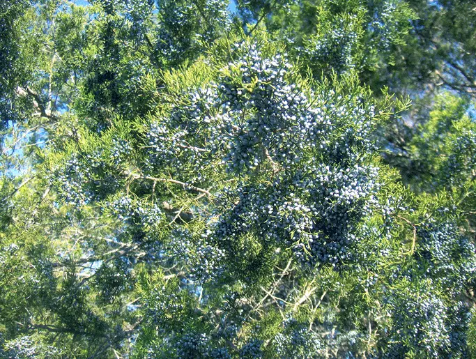 Southern red cedar tree with scale-like aromatic evergreen foliage