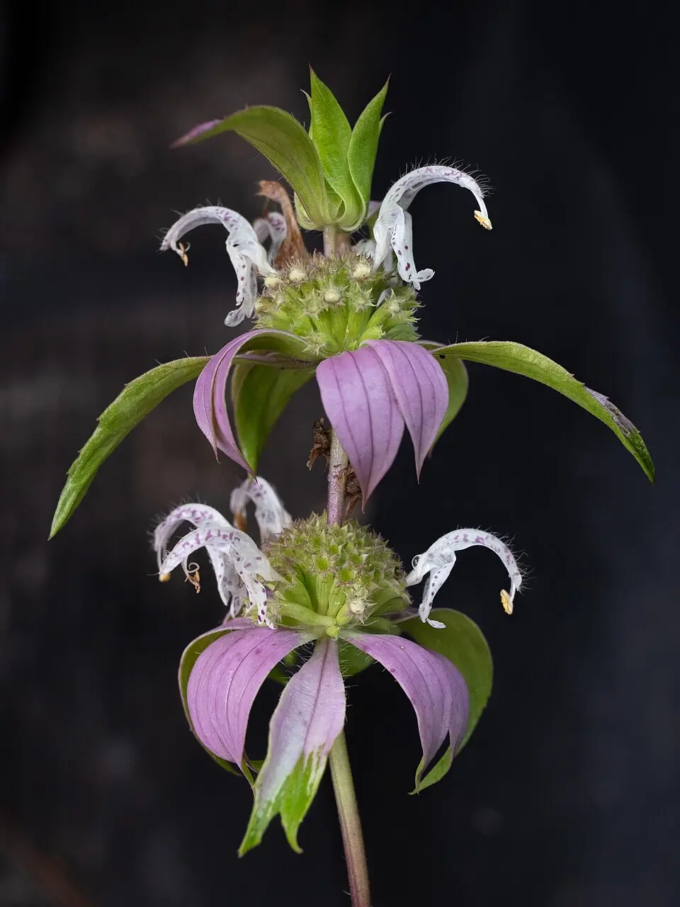Spotted beebalm with whorls of pink and lavender bracts and speckled flowers