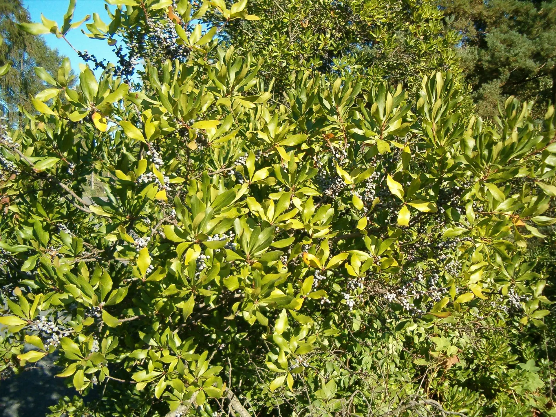 Wax myrtle shrub with dense aromatic olive-green foliage