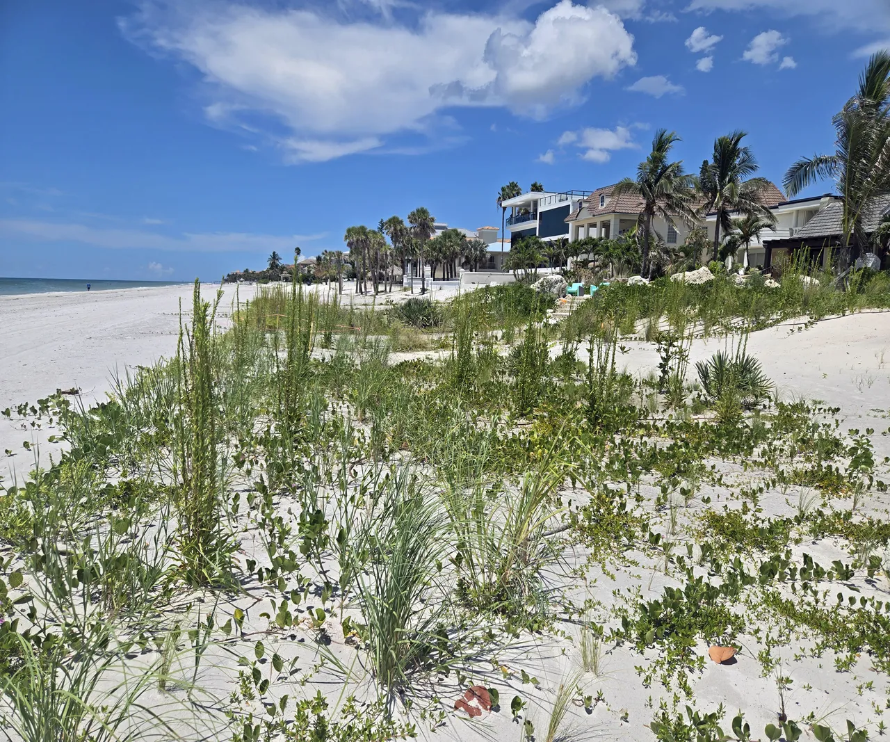 Florida native dune landscape restoration by Living Spaces Gardening