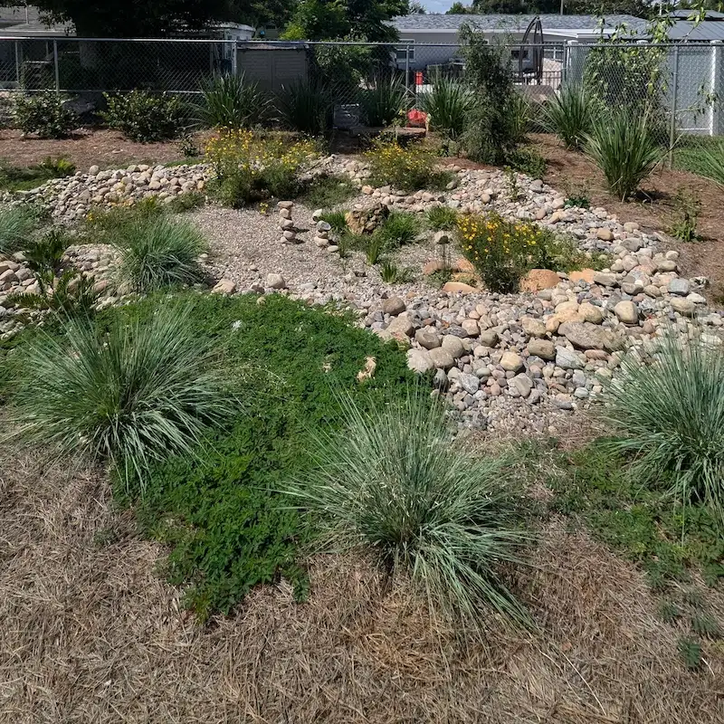 Rain garden with native grasses and dry river bed installed by Living Spaces Gardening in Largo FL