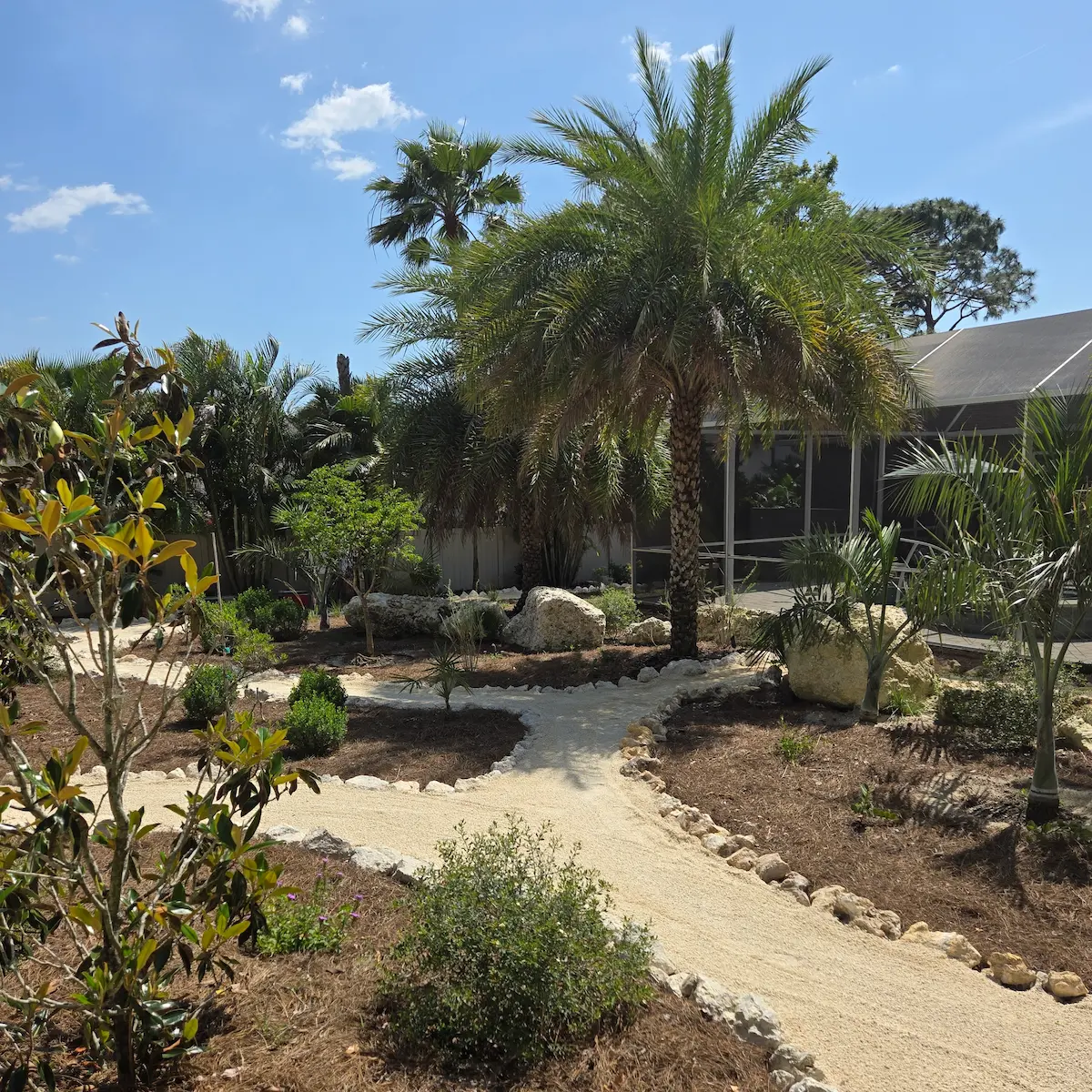 Native landscape with crushed shell pathway and specimen palm installed by Living Spaces Gardening in Tarpon Springs FL