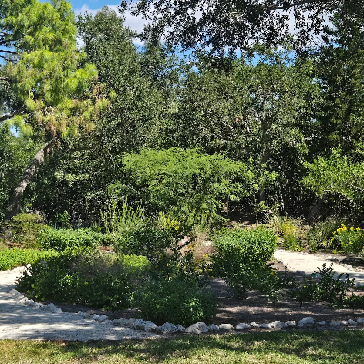 Salt-tolerant native garden with limestone border and mature tree canopy designed by Living Spaces Gardening in St Petersburg FL