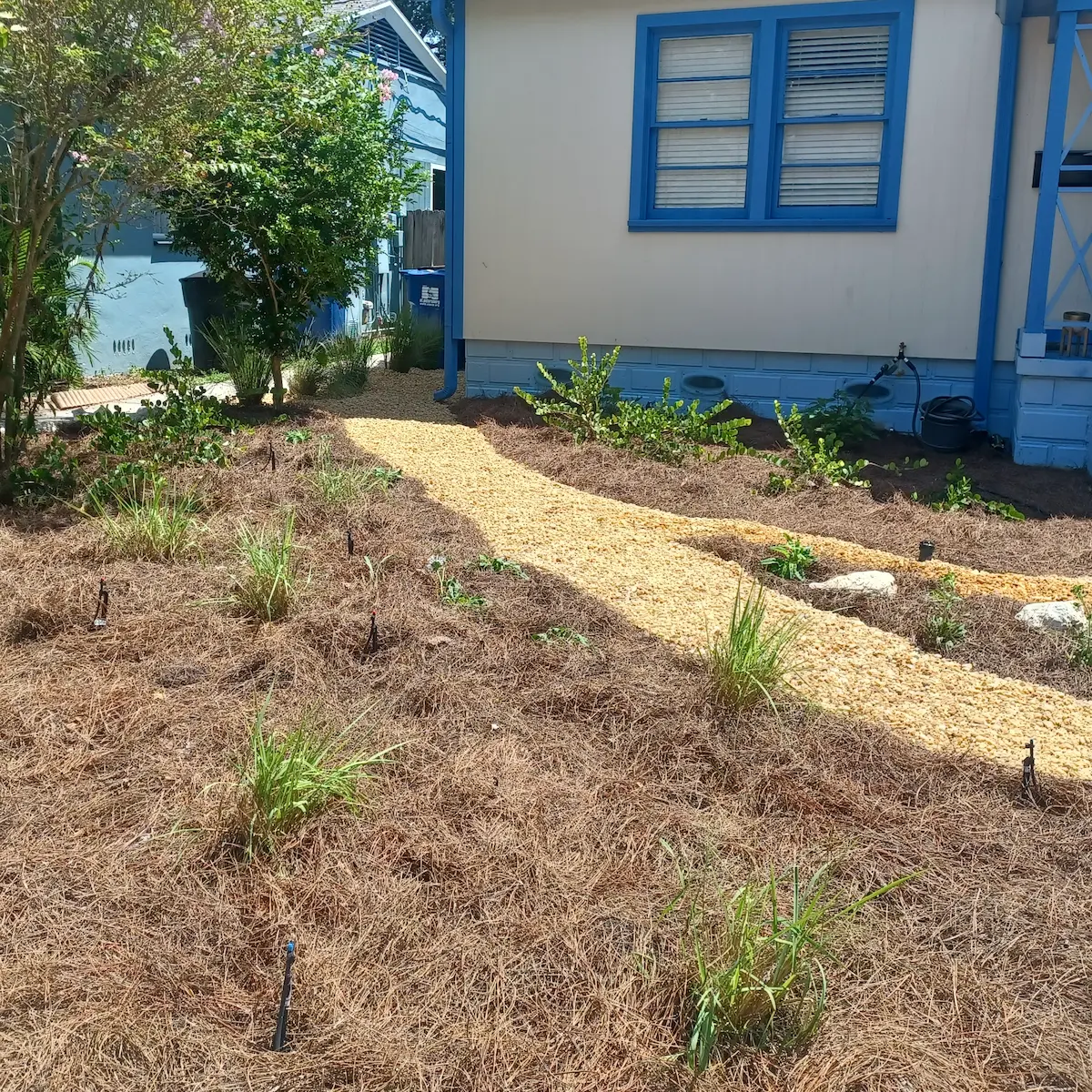 Native front yard landscape with gravel pathway and pine straw mulch by Living Spaces Gardening in St Petersburg FL