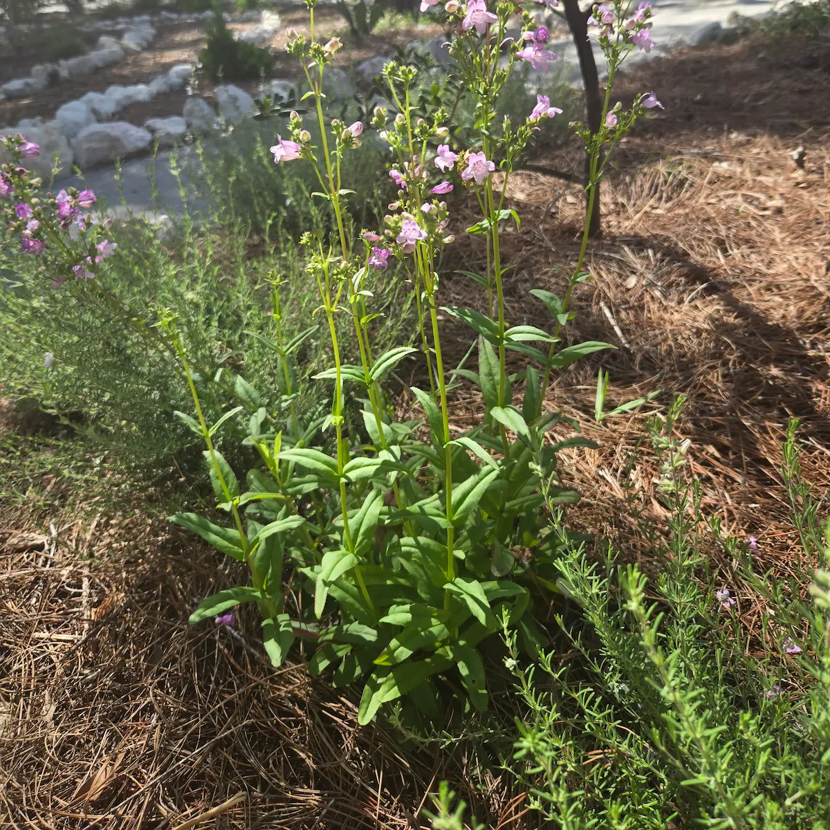 Native pink wildflowers blooming in pine straw mulch garden by Living Spaces Gardening in St Petersburg FL