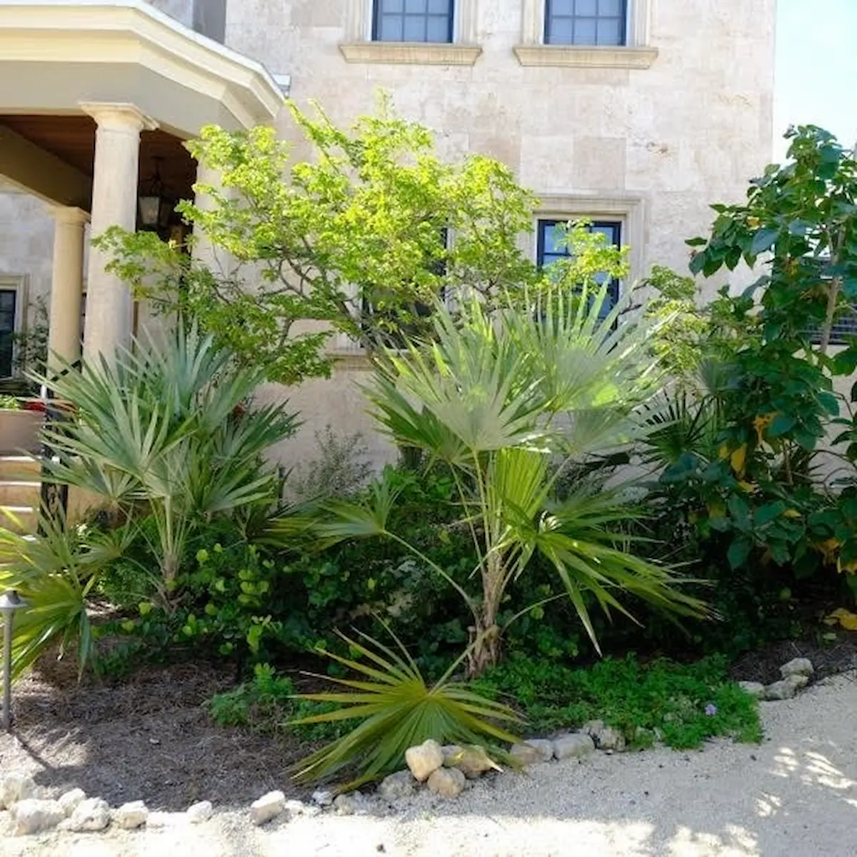 Hurricane-resistant native landscape with fan palms and limestone border by Living Spaces Gardening in Tampa Bay FL