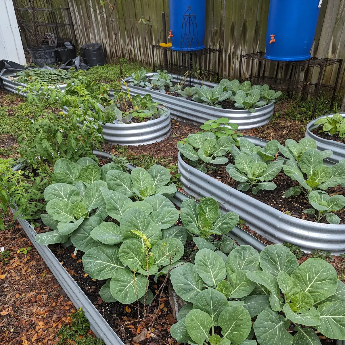 Raised metal garden beds with collard greens and rain barrels by Living Spaces Gardening in Largo FL