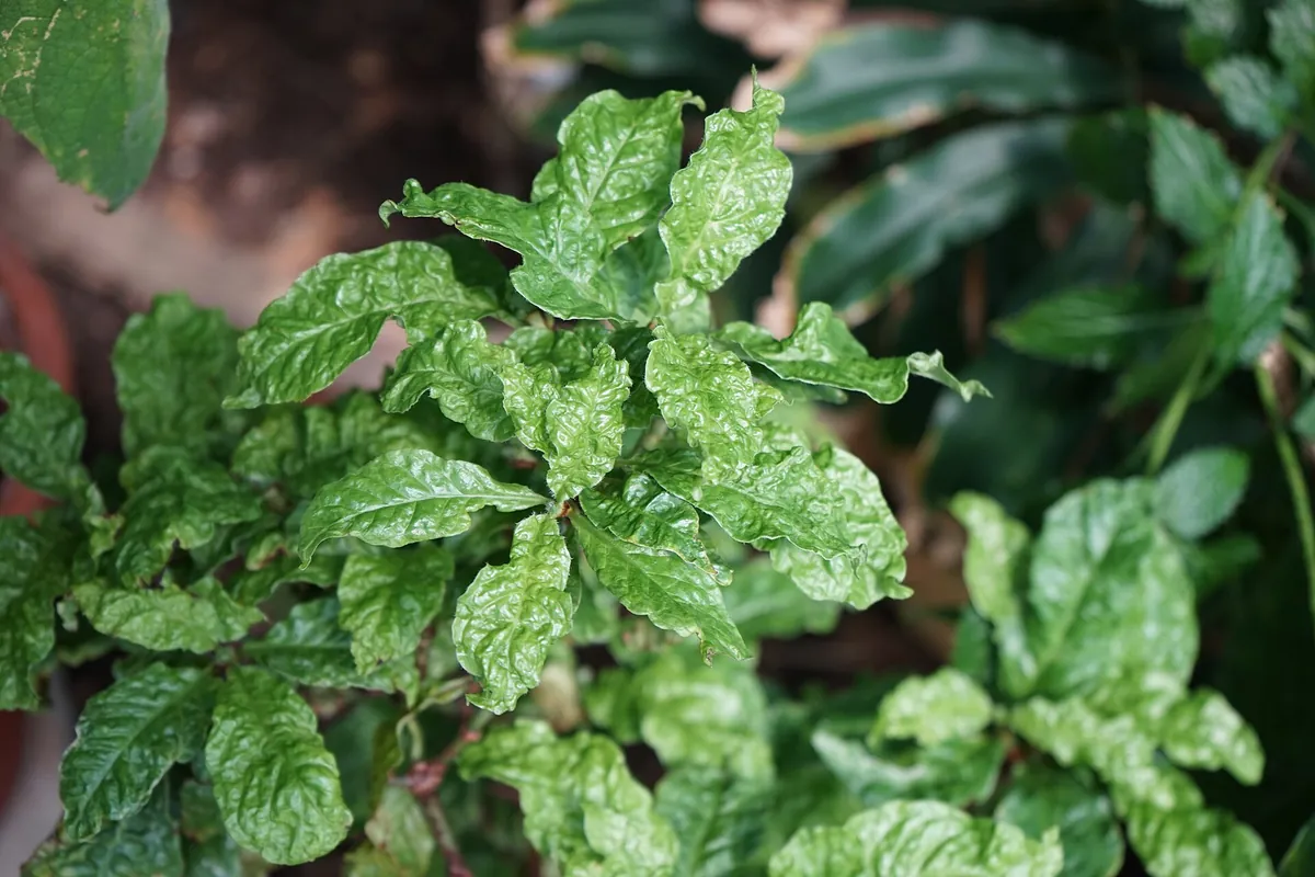 Wild coffee (Psychotria nervosa) foliage