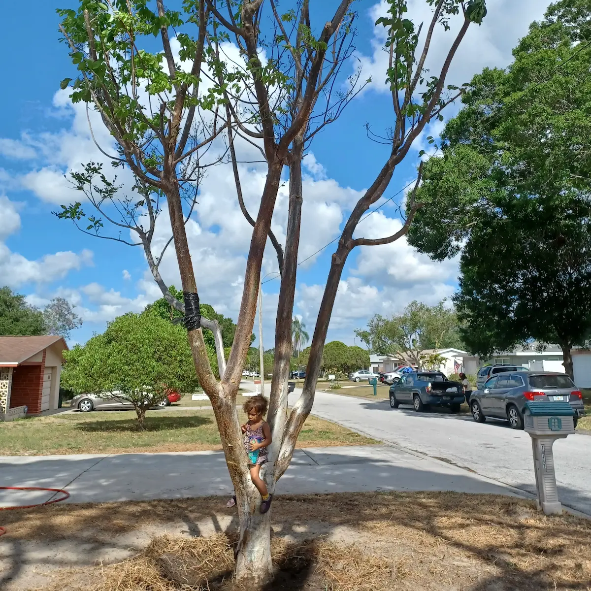 22-foot gumbo limbo specimen tree planted by Living Spaces Gardening in Largo FL