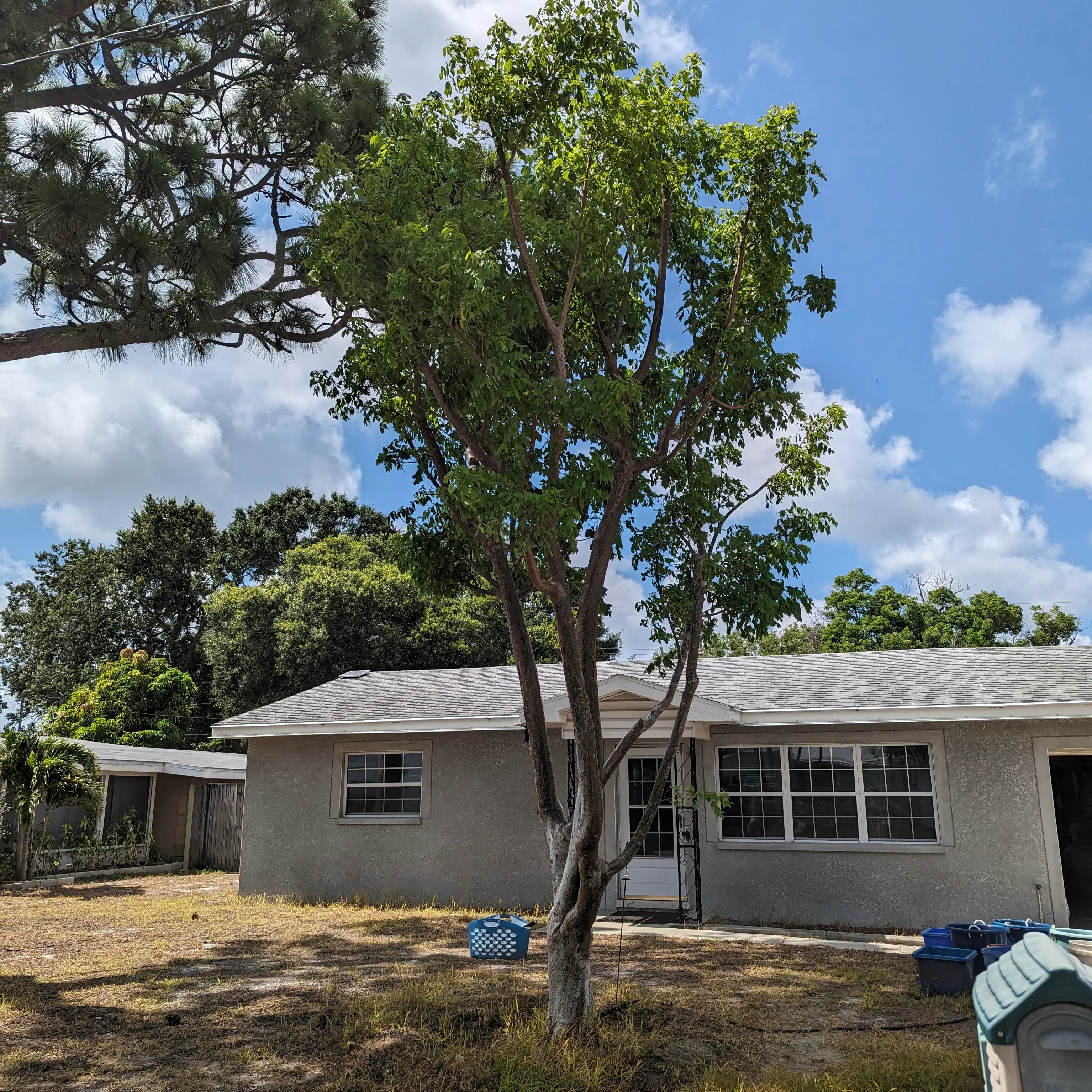 22-foot gumbo limbo specimen tree establishing in residential yard by Living Spaces Gardening in Largo FL