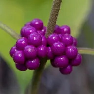 Living Spaces Gardening blog