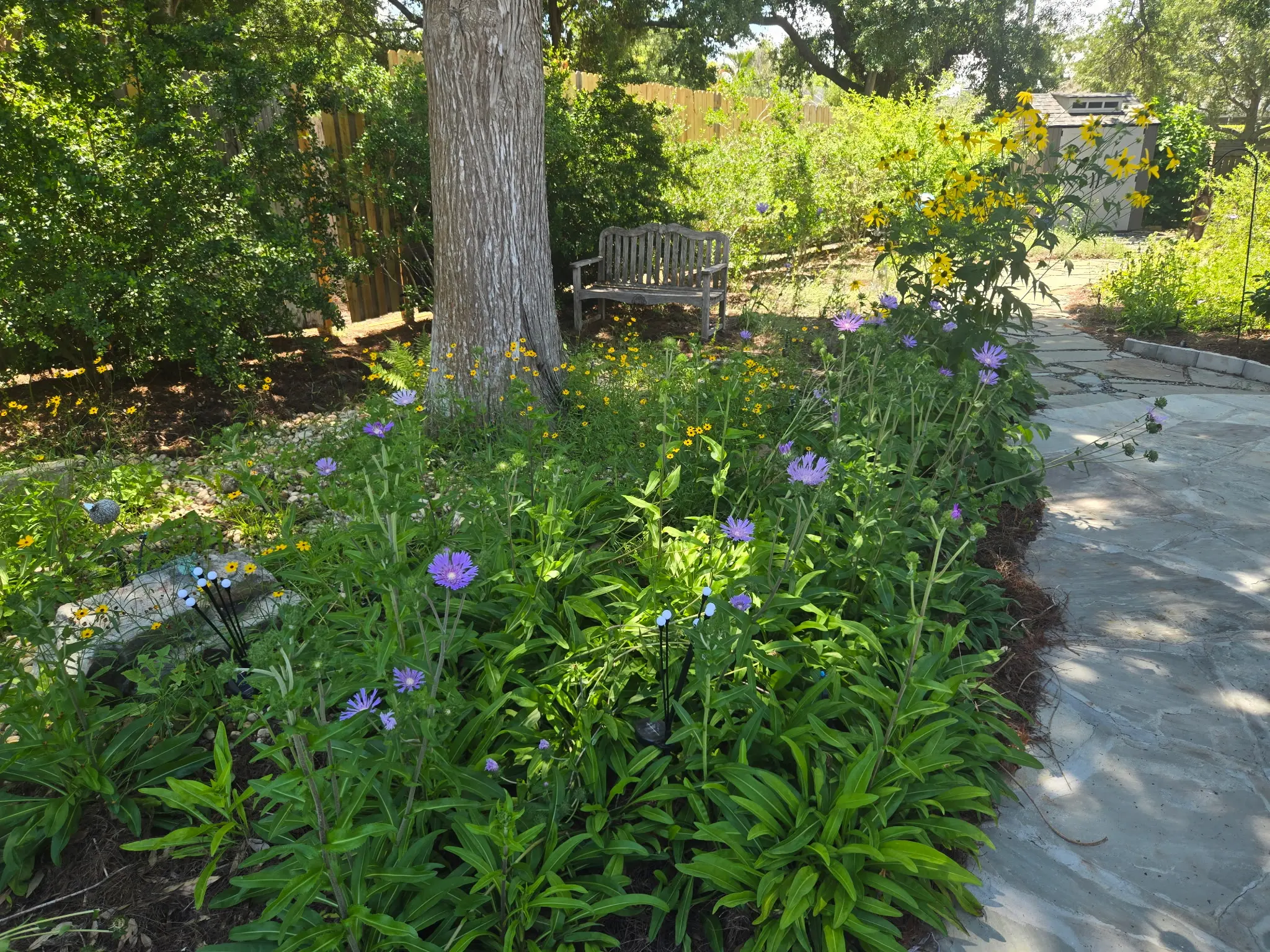 Native Florida rain garden with Stokes asters, black-eyed Susans, and flagstone pathway in Tarpon Springs designed by Living Spaces Gardening