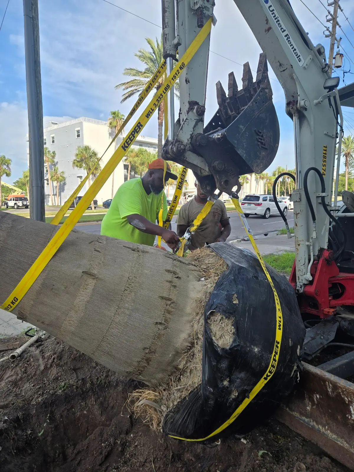 Mature native specimen tree installed in Tampa Bay garden